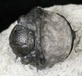 Upside Down Gerastos Trilobite Fossil #19673-1